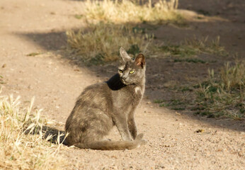 Wild grey cat looking away in the desert 