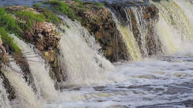 The fish overcomes the waterfall. Fish go upstream to spawn. Vimba jumping over a waterfall on the Venta River, Kuldiga, Latvia.