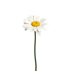 Fototapeta na wymiar A single white daisy blossom standing alone on a backdrop with a slender stem and side perspective