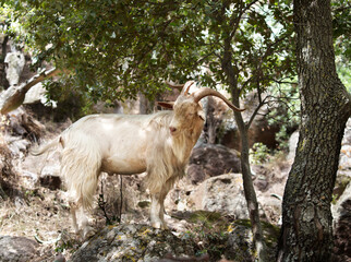 Obraz premium Adult goat in the wild in rural Sardinia. Side view, with olive trees in background
