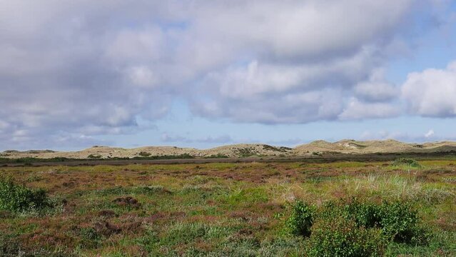 Sand dunes covered with moss and grass in northern Denmark. Cape Grenen near Skagen.
