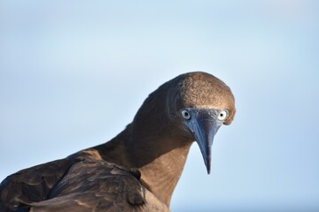 mirada