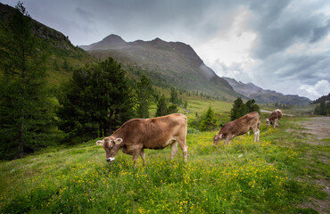 Fototapeta na wymiar Brown swiss cows grazing on hill
