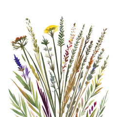 grass floral, Wildflowers, herbs painted in watercolor2