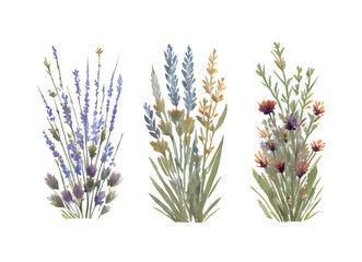 grass floral, Wildflowers, herbs painted in watercolor