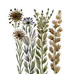 grass floral, Wildflowers, herbs painted in watercolor3