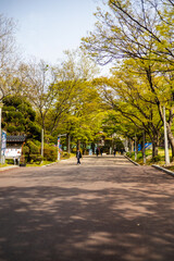 Fototapeta na wymiar Road in the Seoul National University