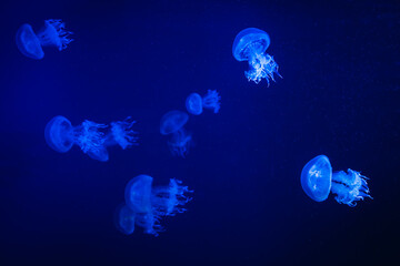 Ethereal Dance: White Jellyfish Swimming in a Blue Pond