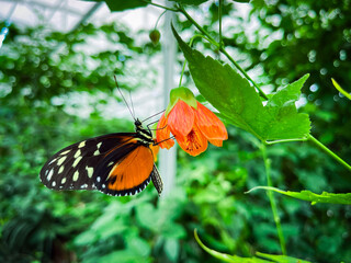 Nice butterfly on the leaf