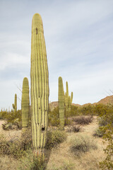 Saguaro cacti in Saguaro National Park, Arizona