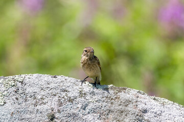 石にとまるノビタキ幼鳥