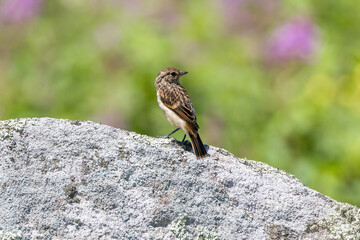 石にとまるノビタキ幼鳥