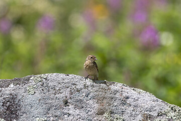 石にとまるノビタキ幼鳥