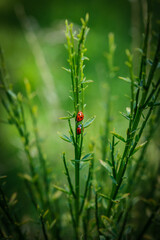 2 Marienkäfer im Grünen
