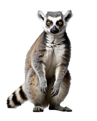 Ring-tailed Lemur isolated