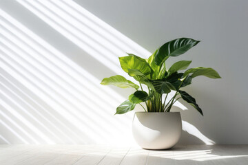 Potted green plants with white wall on the background. Sun rays. Houseplants. Generative AI