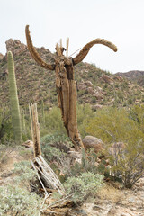 Saguaro skeleton in the desert