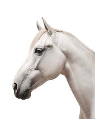 portrait of horse isolated on white background