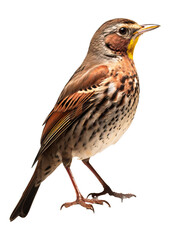 Fototapeta premium Portrait of a song thrush (Turdus merula) isolated on white background