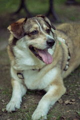 Cudny złoty piesek kundelek  © Pawe