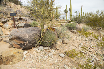 Saguaro cacti and barrel cactus in Saguaro National Park, Arizona