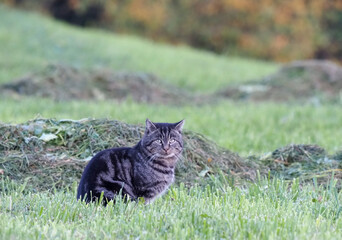 Domestic cat sits on a mowed field - 633151882