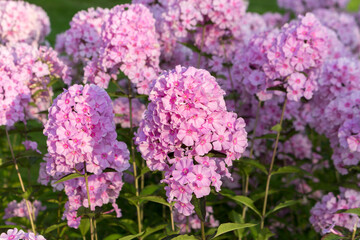 Beautiful pink phlox blooms in summer in the park. A sunny summer day.