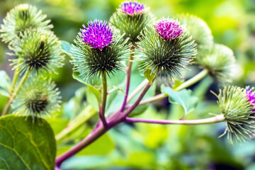 Greater burdock purple prickly flowers. Arctium lappa L plant.