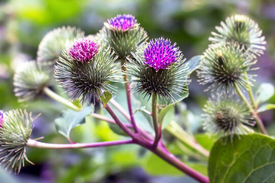 Greater burdock purple prickly flowers. Arctium lappa L plant.