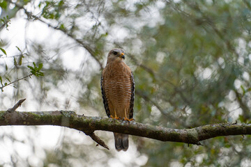 The red-shouldered hawk bird perching on a tree branch looking for prey to hunt in summer forest