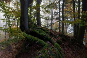 Tree roots covered in moss in a colorful autumn forest.