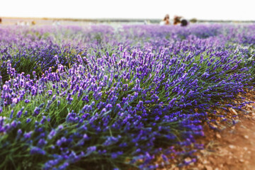 Lavender fields in bloom in midsummer garden, orchard. Lots of purple flowers in a meadow. Amazing blossoming field. Bushes of flowering blossoming lavender plants and flowers. Countryside view.