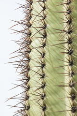 Close up of saguaro cactus