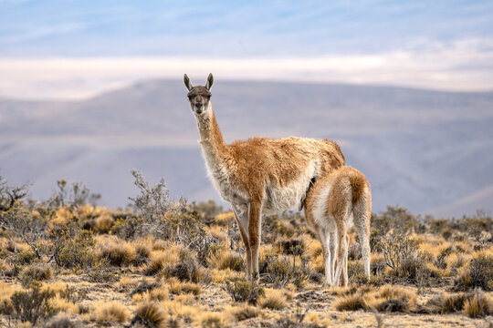 Female guanaco looking at the camera feeds her young with a mountain in the background in Argentine Patagonia.