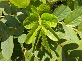 senna alata plants in the morning
