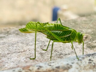 grasshopper on the grass