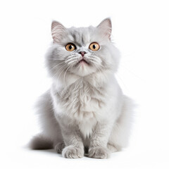 Fototapeta na wymiar Smiling Selkirk Rex Cat with White Background - Isolated Portrait Image