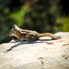 chipmunk on a rock