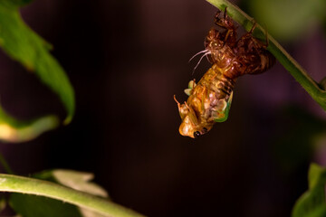 逆さまになって殻から抜け出すセミの成虫