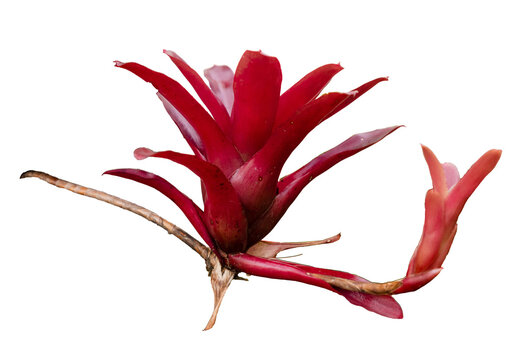 Close-up of the bright red foliage of Neoregelia Fireball, an ornamental plant in the Bromiliaceae family. isolated on white background