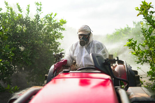 Farmer spraying pesticide on lemon trees while riding tractor