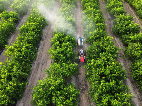 Anonymous farmer driving tractor spraying pesticide on lemon trees