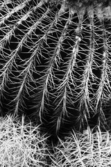 close up of a cactus