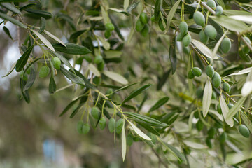 close up of green leaves