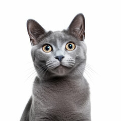 Fototapeta na wymiar Smiling Russian Blue Cat with White Background - Isolated Portrait Image