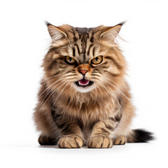 Obraz premium Angry Scottish Straight Cat Hissing Aggressively on White Background