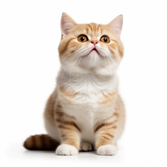 Fototapeta premium Smiling Munchkin Cat with White Background - Isolated Portrait Image