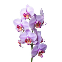 Gorgeous vanda orchid against transparent background