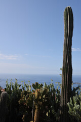 Cactus and the beach
