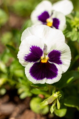 purple and white flowers